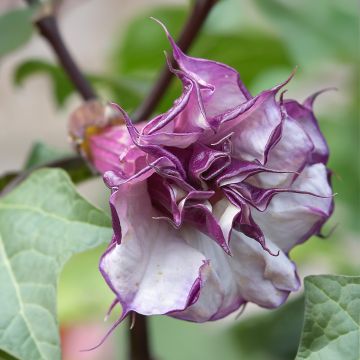 Datura metel 'Ballerina Purple' - Thorn Apple Trumpet Plant