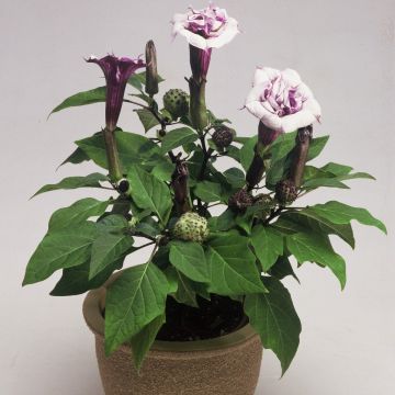 Datura 'Ballerina Purple' - Thorn Apple