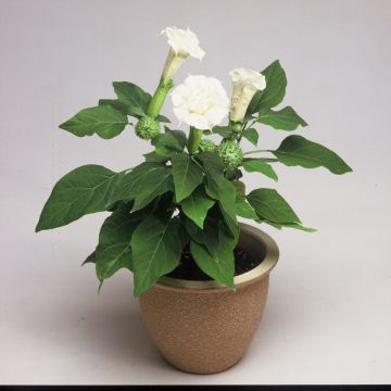 Datura 'Ballerina White' - Thorn Apple