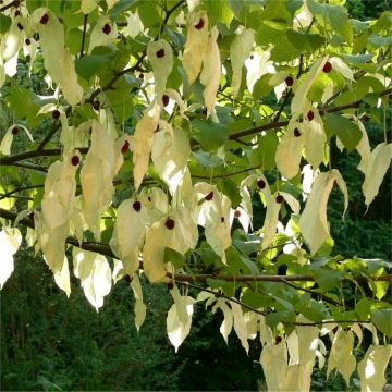 Davidia Involucrata - Handkerchief or Dove Tree - 120-150cm