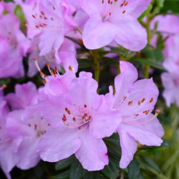 Rhododendron Snipe - Dwarf Rhododendron in Bud & Bloom