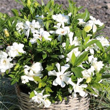 Gardenia jasminoides 'Celestial Star' 