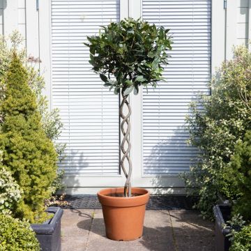 Double Helix Twisted Spiral Stem Standard Topiary Bay Tree - Statement Plant