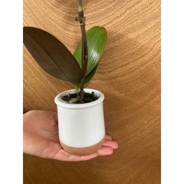 White Glazed Terracotta Cover Pot for Mini Orchids