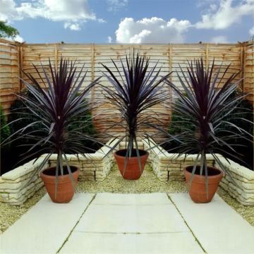Cordyline Red Sensation - Stunning Red Star Torbay Palms - Pack of THREE Plants