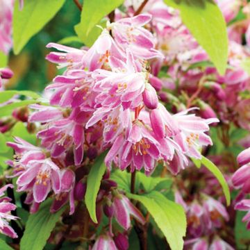 Deutzia hybrida Magician