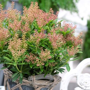 Pieris japonica Debutante - Extra Large Specimen