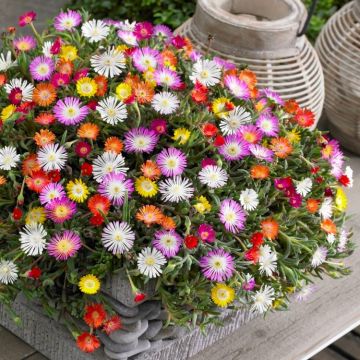 Delosperma Desert Jewels