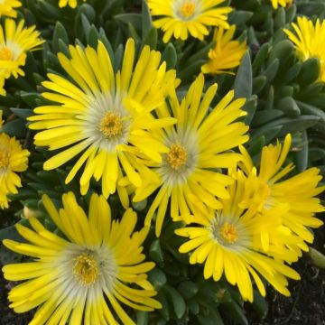 Delosperma congestum