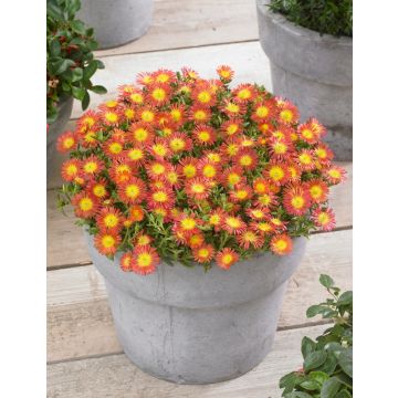 Delosperma cooperi Wheels of Wonder "Fire"