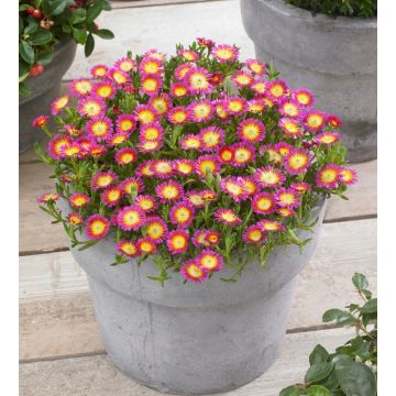 Delosperma cooperi Wheels of Wonder "Hot Pink"