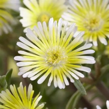 Delosperma cooperi Wheels of Wonder "Limoncello"