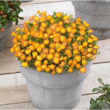 Delosperma cooperi Wheels of Wonder "Orange"