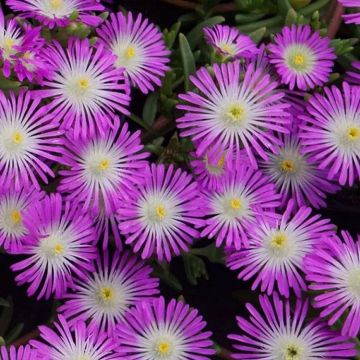 Delosperma cooperi Wheels of Wonder "Violet"