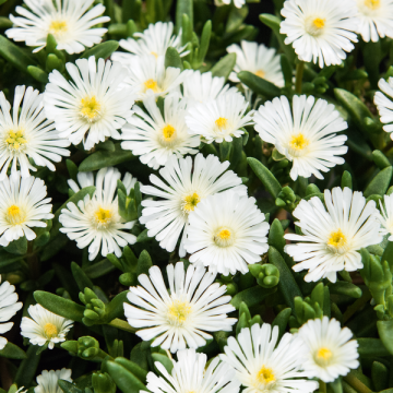 Delosperma congestum White Nugget