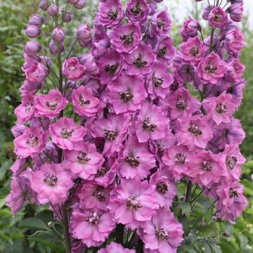 Delphinium Astolat