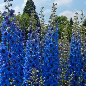 Delphinium Blue Jay