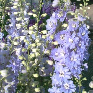 Delphinium Cameliard