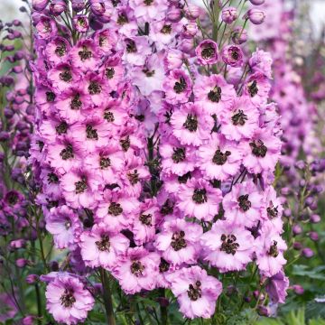 Delphinium Millennium Dusky Maidens