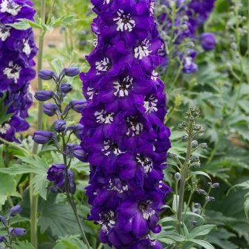 Delphinium Magic Fountain Dark Blue