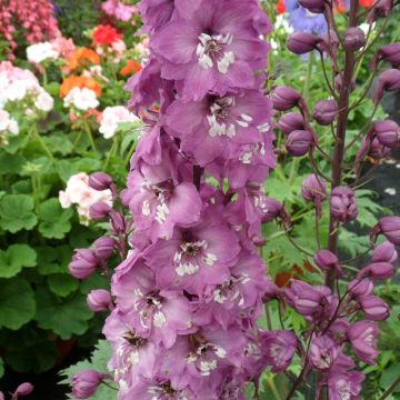 Delphinium Magic Fountain Lavender