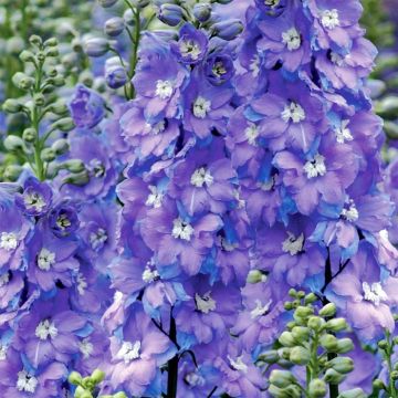 Delphinium Millennium Morning Lights