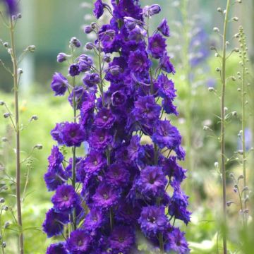 Delphinium Millennium Pagan Purple