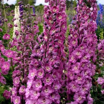 Delphinium Millennium Sweethearts