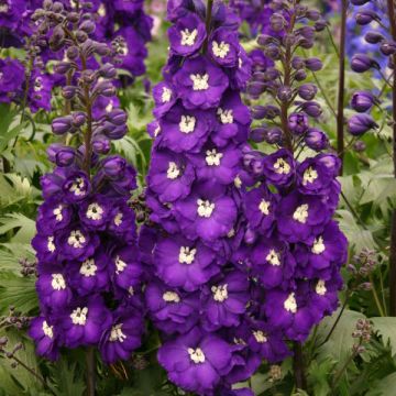 Delphinium Millennium "Purple Passion"