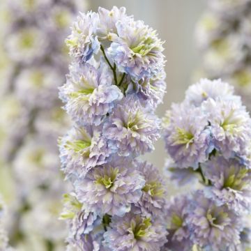 Delphinium 'Rainbow Sensation'