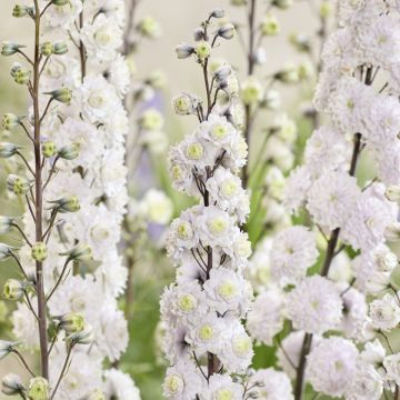 Delphinium 'Samba'