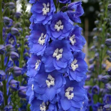 Delphinium Summer Skies - Pacific Giant Delphinium