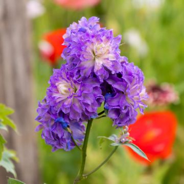 Delphinium 'Purple Surprise'