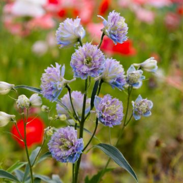 Delphinium 'Rainbow Sensation' Delphinium 'Rainbow Sensation'