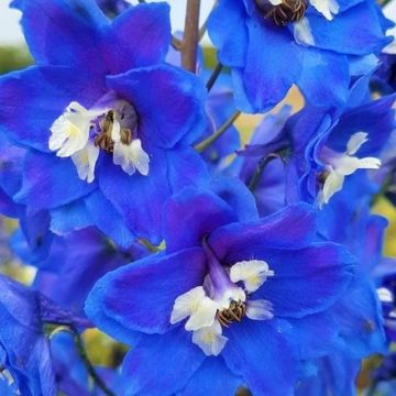 Delphinium Blue Bird