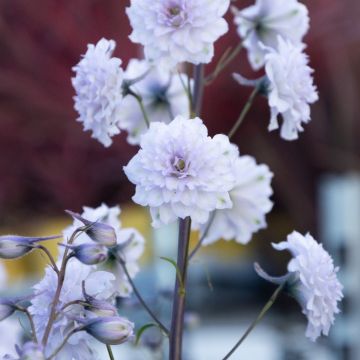 Delphinium Highlander 'Cha Cha'