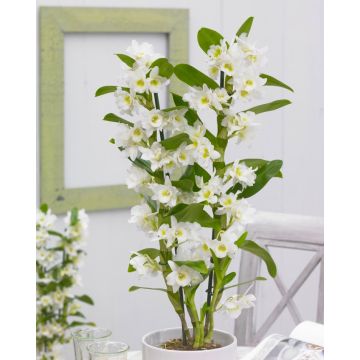 Dendrobium Nobilis - White Towering Nobile Orchid- Premium Quality with Classic White Display Pot
