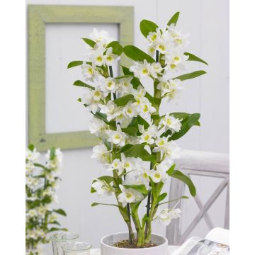 Dendrobium Nobilis - White Towering Orchid - Premium Quality with Classic White Display Pot - TWIN PACK