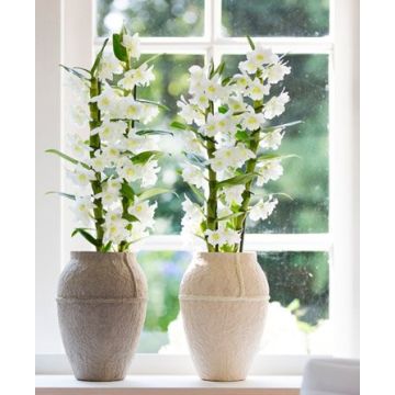 Dendrobium Nobilis - White Towering Orchid - Premium Quality with Classic White Display Pot - TWIN PACK