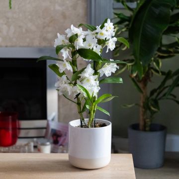 Dendrobium Nobilis - White Towering Nobile Orchid- Premium Quality with Classic White Display Pot