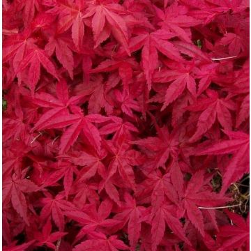 Acer palmatum Deshojo - Large Japanese Maple 80-100cm