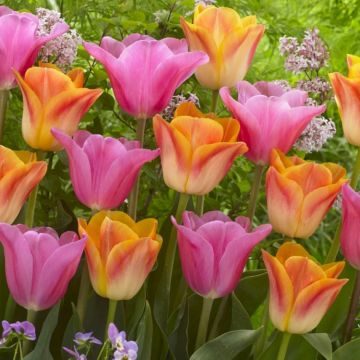 Designer Tulip Blend 'Peach Melba' - Pack of 12 Bulbs