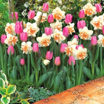 Designer Pink Tulip & Double Daffodil Blend - Pack of 20 'Pink Breeze' Bulbs