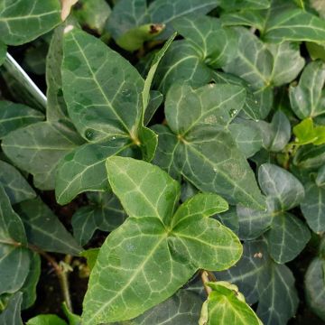 Hedera helix 'Shamrock'