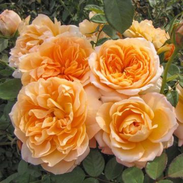 Rose Together Forever - Floribunda Rose