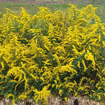 Solidago sphacelata 'Golden Fleece' - Goldenrod