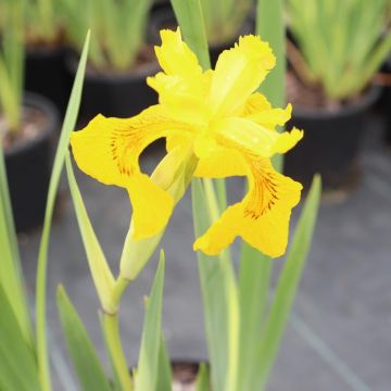 Iris pseudacorus 'Variegata'