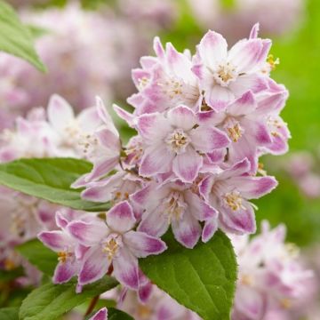 Deutzia 'Raspberry Sundae'