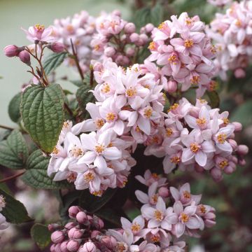 Deutzia hybrida  'Mont Rose' - LARGE Specimen