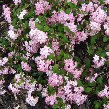 Deutzia × elegantissima 'Rosealind'